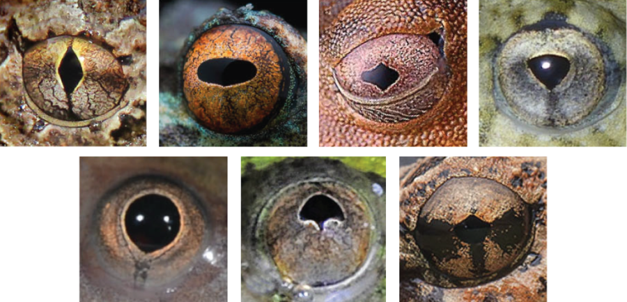 カエルの瞳孔には「7種のメインタイプ」があると判明