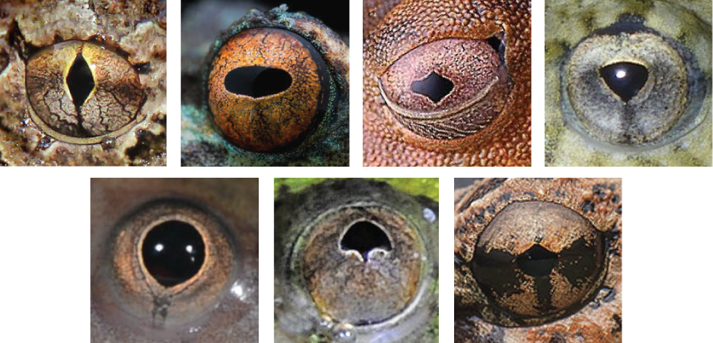 カエルの瞳孔には 7種のメインタイプ があると判明 ナゾロジー