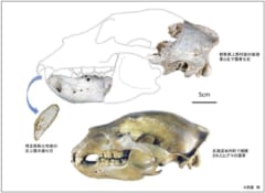 研究で分析された約3万2500年前の本州のヒグマの標本（上）、北海道南部のヒグマの骨（下）、大きさがかなり異なる点に注意。