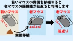 若いマウスの「うんち移植」で老いたマウスの脳が若返ると判明！