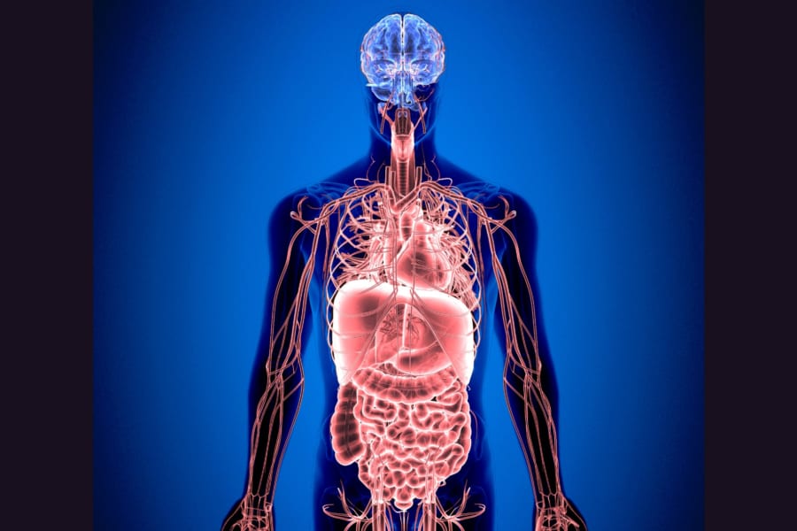 内臓脂肪は「脳の命令」で燃焼していた。脳と脂肪に神経接続があると判明　