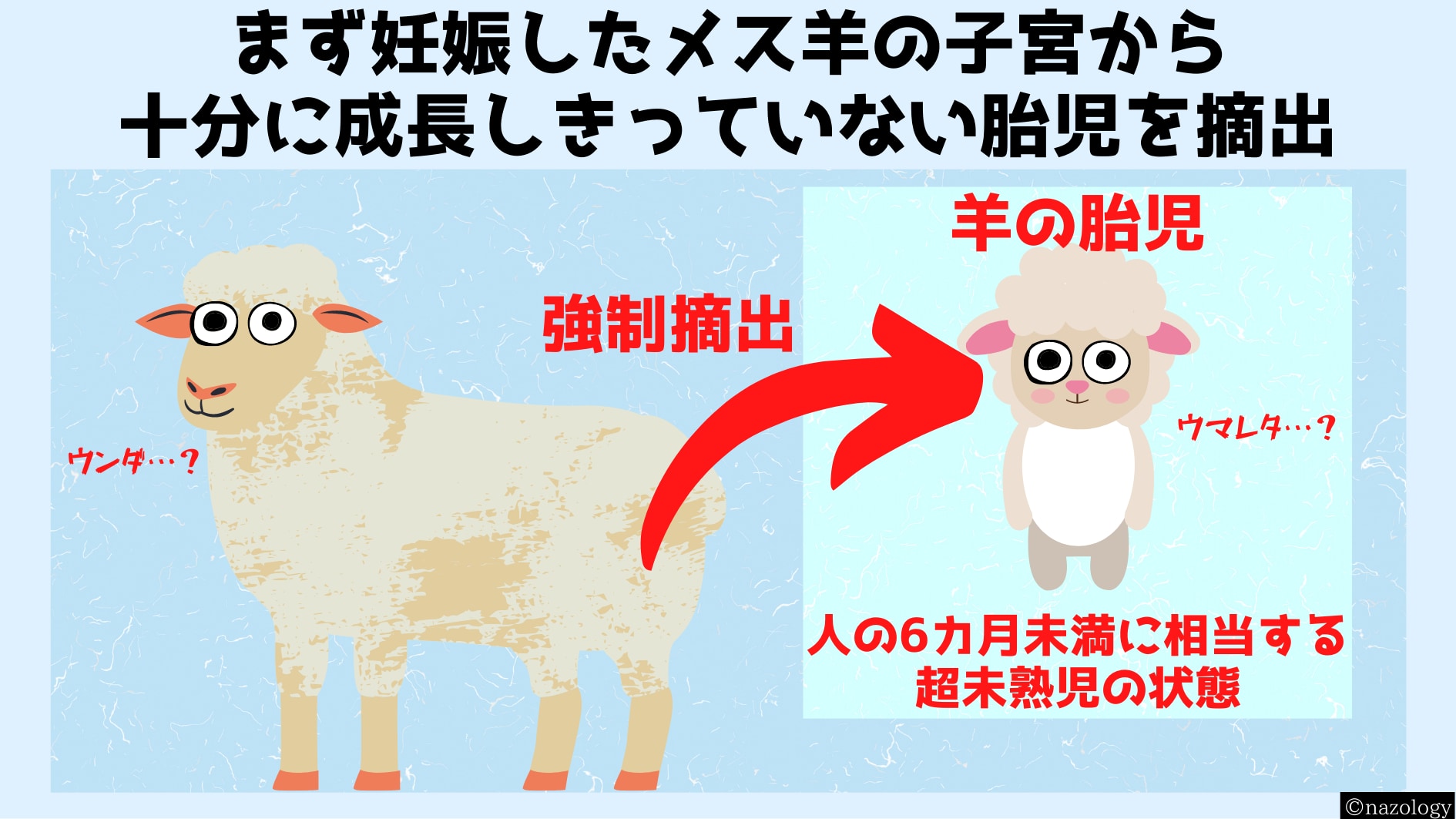 羊は胎児の研究に最も使われる動物である