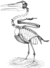 イクチオルニスの骨格図