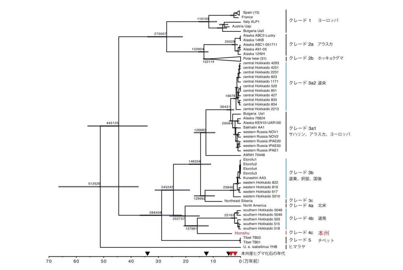 ミトコンドリアDNA解析に基づく系統樹。本州ヒグマの系統的位置と分岐年代 を示す。