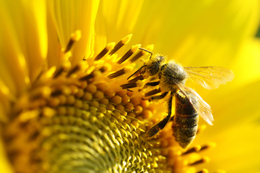 成熟したヒマワリが東向きに固定される理由が判明、ハチと太陽に原因がある