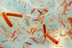 抗生物質耐性菌のバイオフィルム