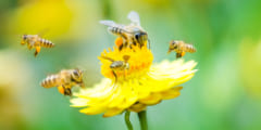 ハチは怒るほど、毒の質が高まる？