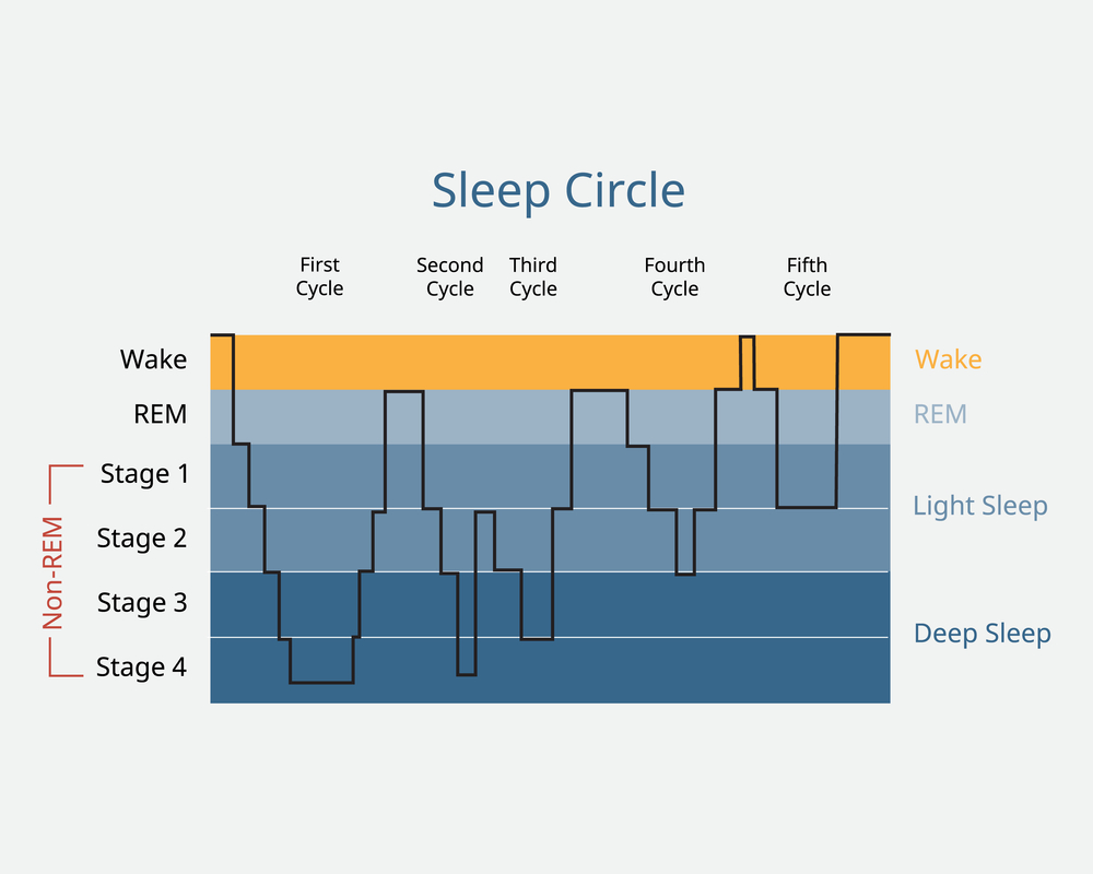 睡眠周期を表したグラフ