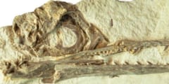 絶滅した鳥類「イクチオニルス」の頭蓋骨