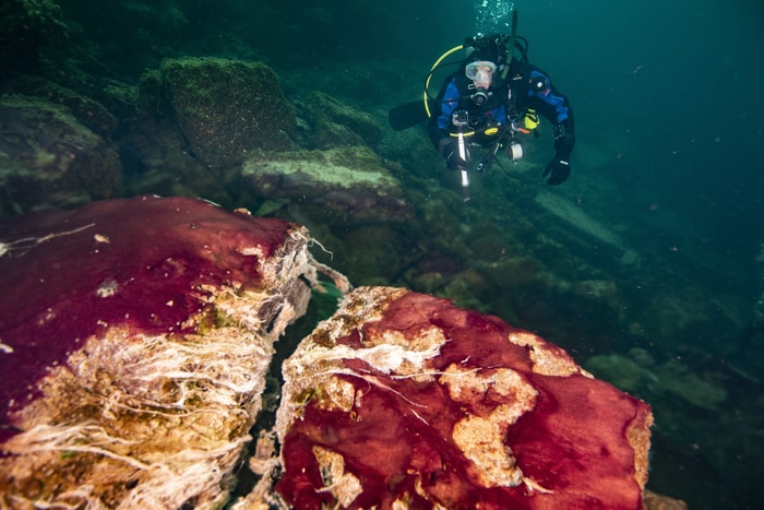 ヒューロン湖のミドルアイランド陥没穴の岩を覆っている微生物