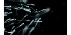 新しい避妊法は抗体によって精子の動きを阻害する