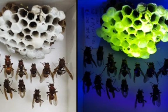ブラックライトで発光するスズメバチの巣が発見される