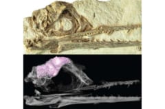 発見されたイクチオルニスの頭蓋骨、下はCT画像