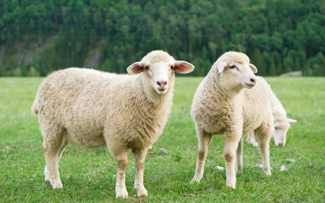 検証実験には羊が使用されたが、結果は良好だった