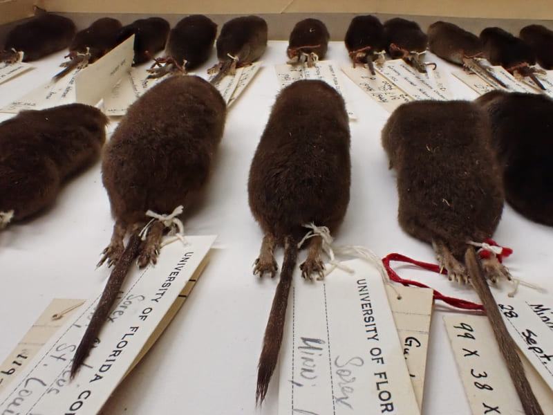過去数十年で収集されたネズミの標本