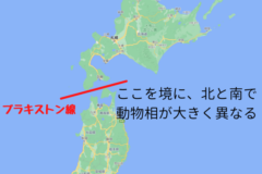 津軽海峡を挟んで日本では動物相が大きく異なる。このラインをブラキストン線と呼ぶ。