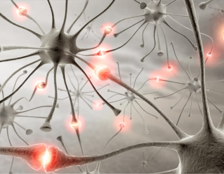 人間の高効率な脳活動を支えるベースユニットがニューロン