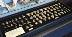 メガロドン歯化石
