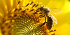 ヒマワリが東を向くのは、ハチを集めて受粉効率を上げるためだった
