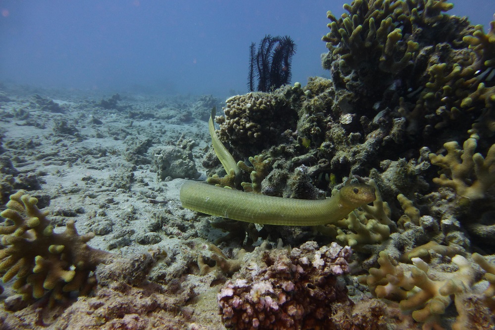 サンゴ礁を徘徊するオリーブウミヘビ
