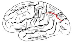 赤色で示す所部分が左脳頭頂間溝