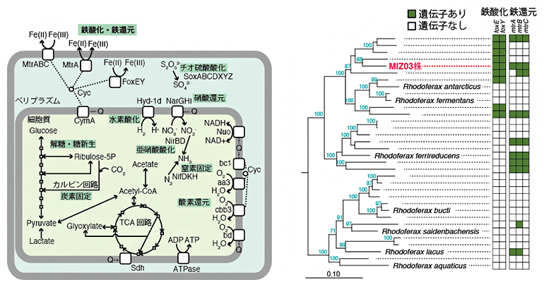 （左）MIZ03株のゲノムから推定される代謝,（右）Rhodoferax属内の系統関係