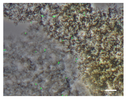 緑色の蛍光試薬で染めたMIZ03株細胞の顕微鏡観察像（スケールバー、10um）