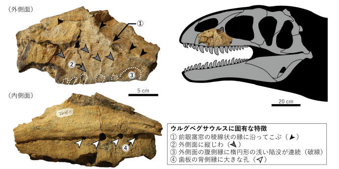 新種の上顎骨の化石