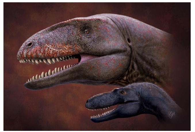 アジア最大級の肉食竜「カルカロドントサウルスの新種」を発見！　