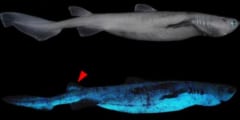 光るサメ「フジクジラ」の発行物質の特定に成功