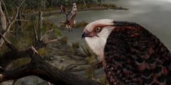 約2500万年前の新種ワシを発見