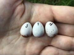 研究に使用されたルリオーストラリアムシクイの卵
