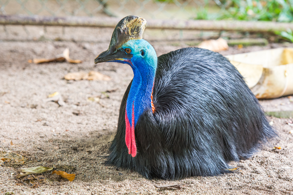 鶏より以前に古代ニューギニアで「ヒクイドリ」が家畜にされていた可能 ...