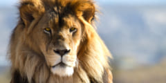 ライオンに勝てる動物ランキングTOP10