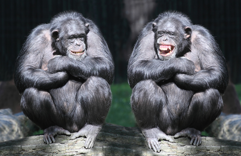 チンパンジーは息を吸うときと吐くときの両方で笑う