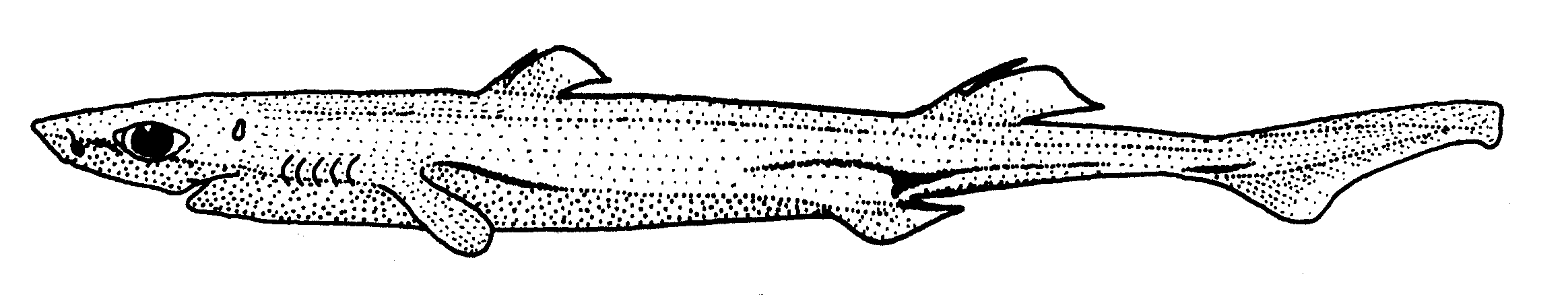 「フジクジラ」のイメージ画