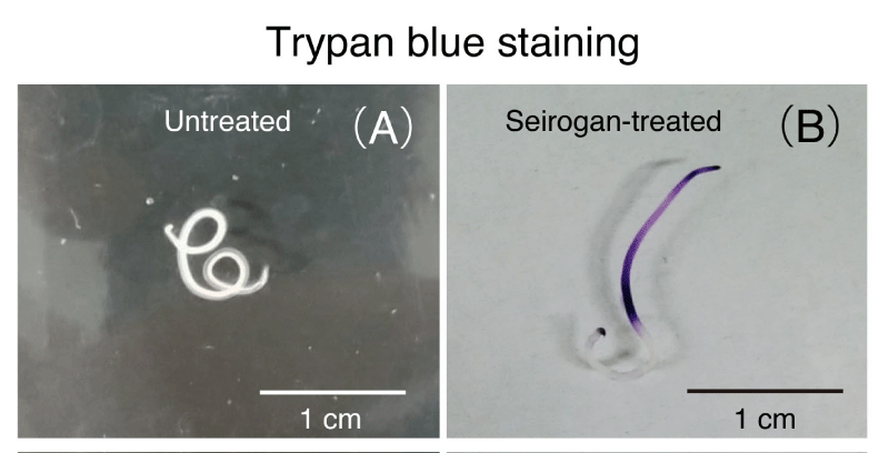 トリパンブルー染色の様子。（A）正露丸処理なしの生きている線虫。（B）正露丸処理の1日後の不動線虫（1錠/ 10mL）
