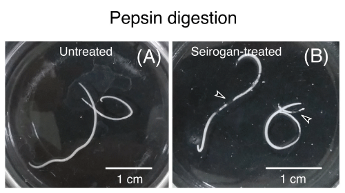 ペプシンに24時間浸した様子。（A）正露丸処理なしの生きている線虫。（B）30分の正露丸処理直後の不動線虫（1錠/ 10mL）。