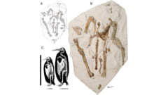 実際の化石、cはコウテイペンギン（左）と新種（右）のサイズ比較