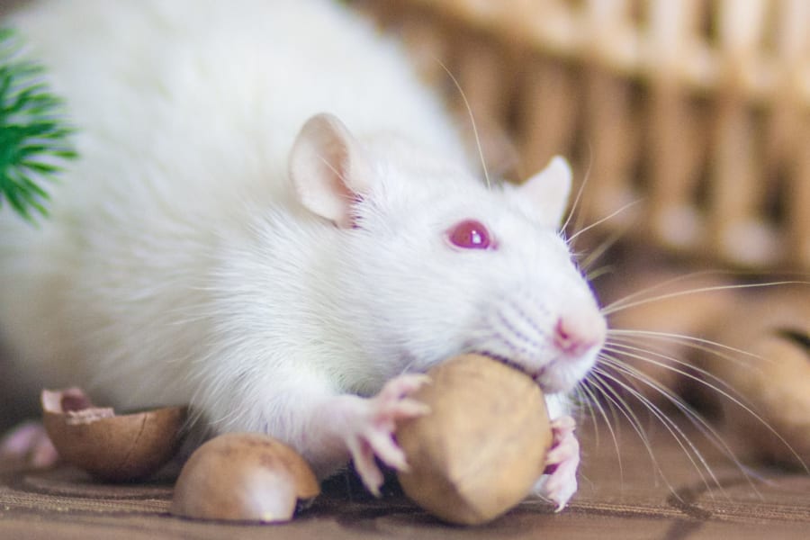 mRNA技術で95%のマウスから「がん細胞を完全消滅」させることに成功！