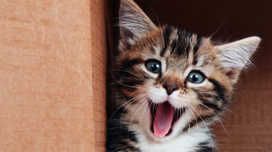 生物学賞：10年にわたり猫の鳴き声を分析し続けた研究者
