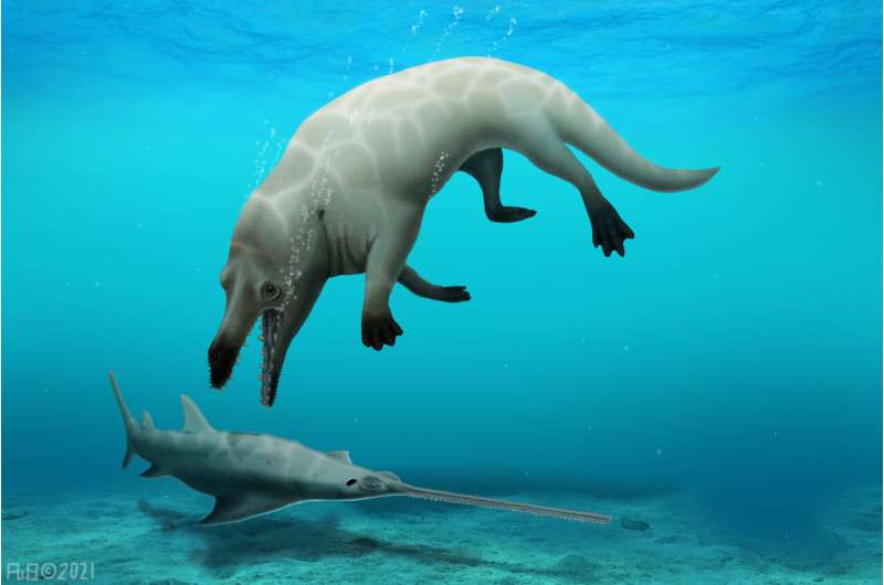 進化のミッシングリンクを埋める「4つ足の新種古代クジラ」の化石をエジプトで発見