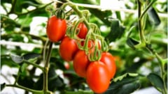 CRISPR遺伝編集トマトには遺伝子組み換え食品の規制は適用されない