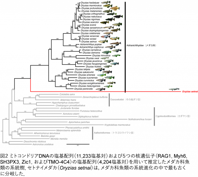 メダカ科の系統進化図、赤線がセトナイメダカ