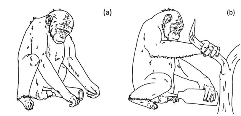 世界初、チンパンジーが人工物を「性玩具」にする事例が確認される
