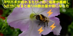 ミツバチの生体電気に反応して花の香りが増える判明！