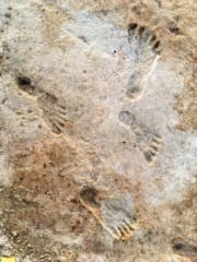 発見された2万3000年前の足跡化石