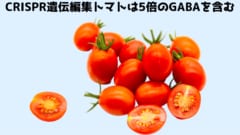 世界初！ CRISPR遺伝編集トマトが日本で発売開始！　5倍のGABAを含有