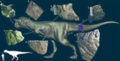 調査されたカルノタウルスの皮膚化石
