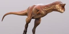 南米の肉食恐竜「カルノタウルス」の皮膚の復元に成功